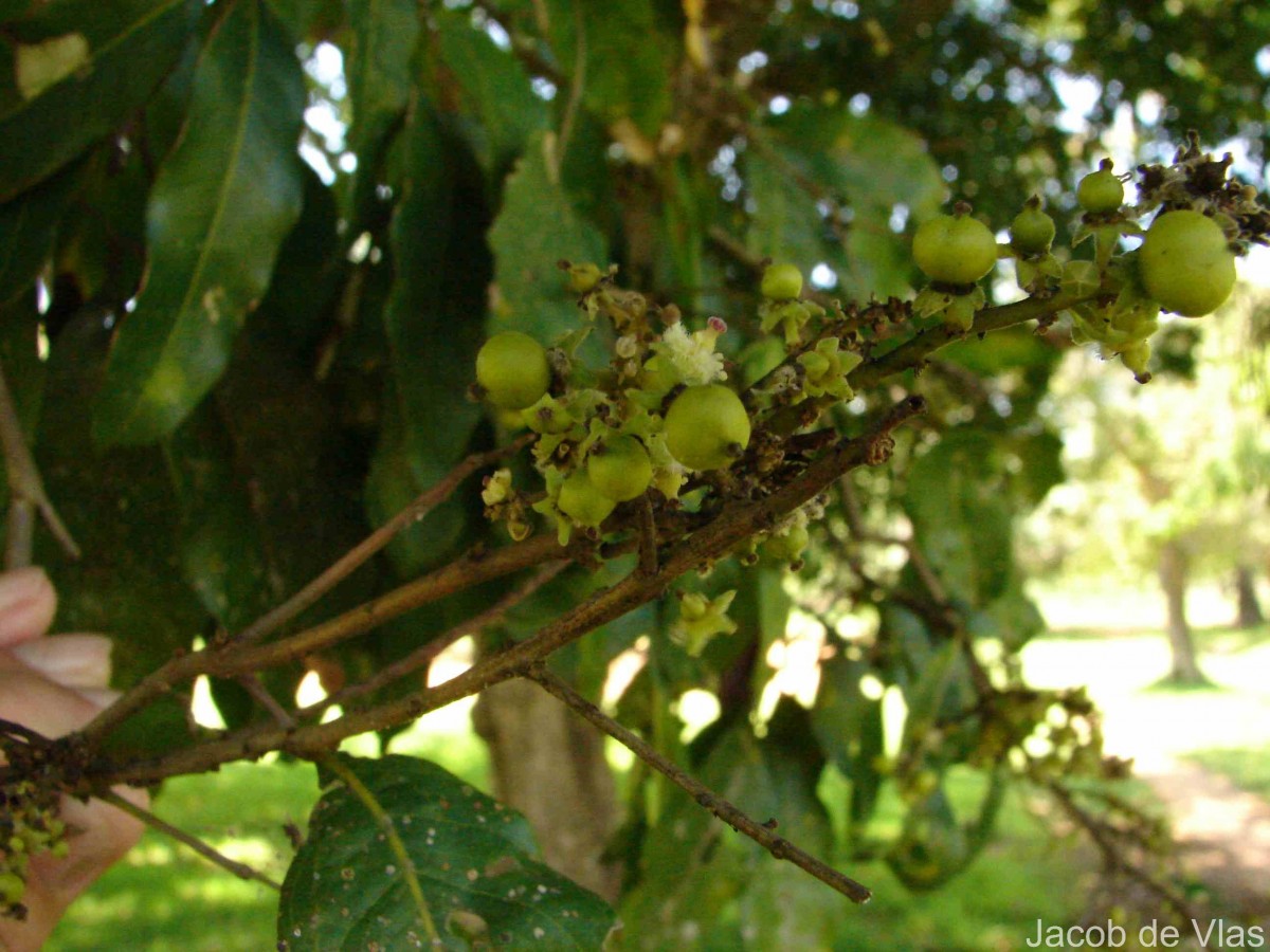 Glenniea unijuga (Thwaites) Radlk.